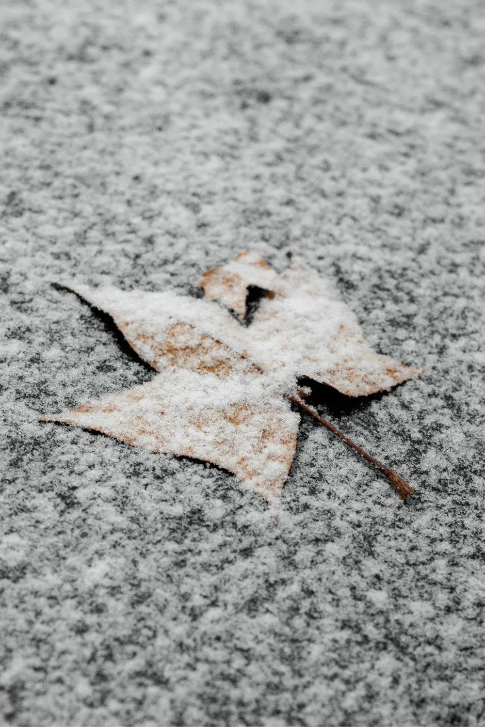 风摇树枝,惦念初见雪落的惊喜;时光易逝,仍存徜徉校园的畅快.