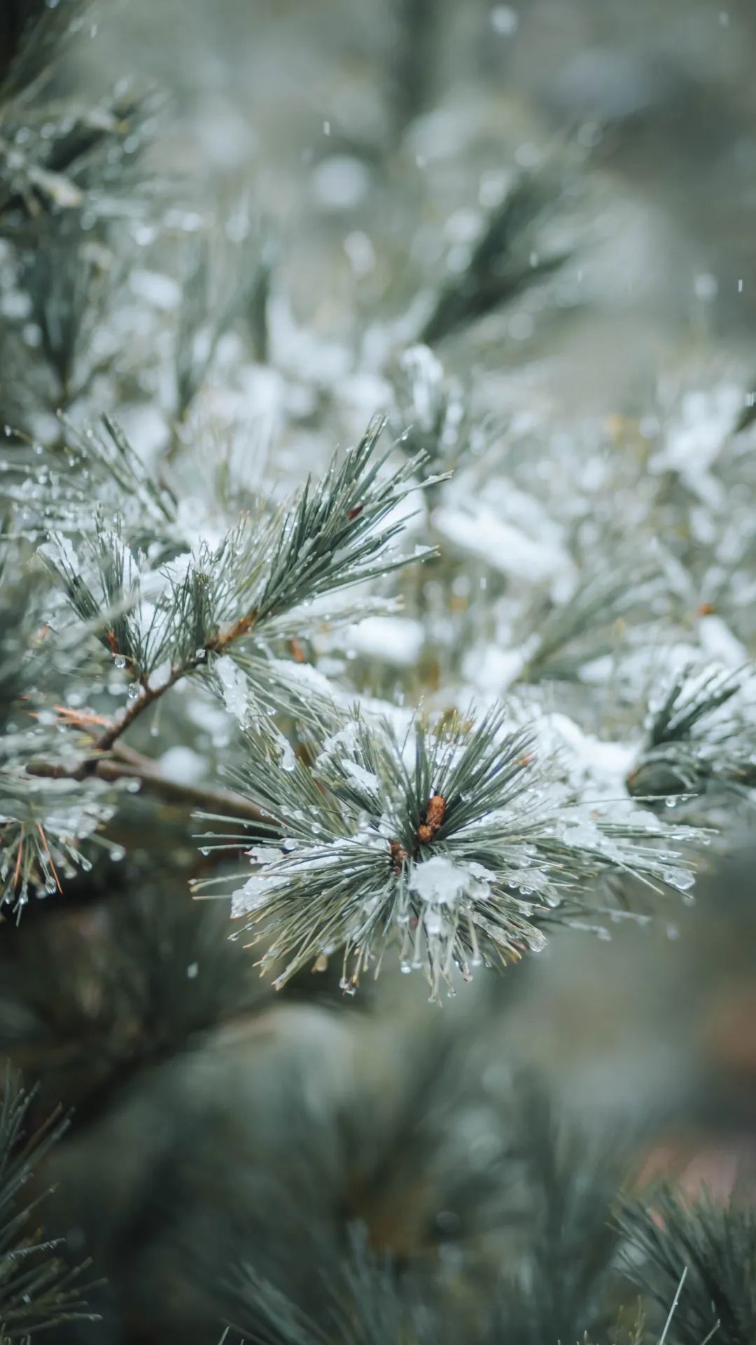 光影矿大初雪落地诗意人间
