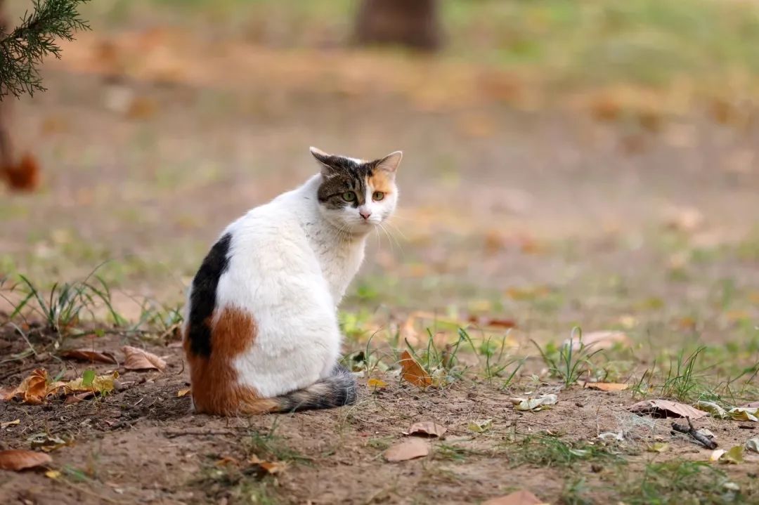 光影矿大 猫先生和他的朋友们 新浪新闻 光影矿大 猫先生和他的朋友们 新浪新闻