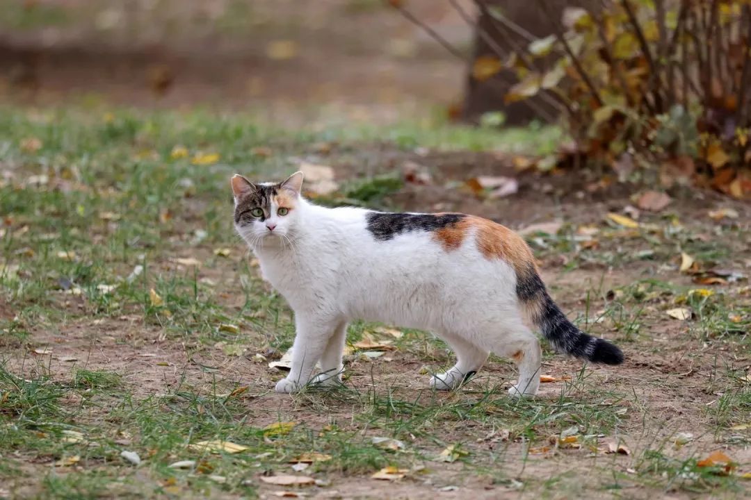 光影矿大 猫先生和他的朋友们 新浪新闻 光影矿大 猫先生和他的朋友们 新浪新闻