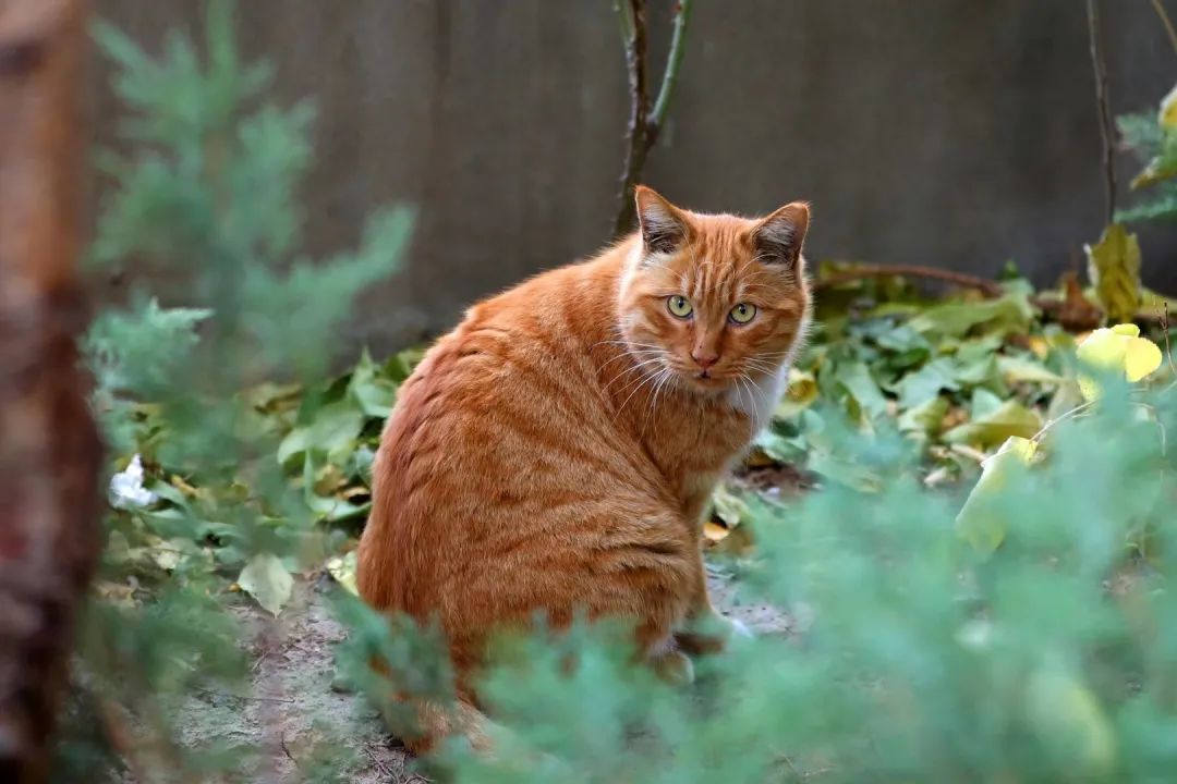 光影矿大 猫先生和他的朋友们 手机新浪网 光影矿大 猫先生和他的朋友们 手机新浪网