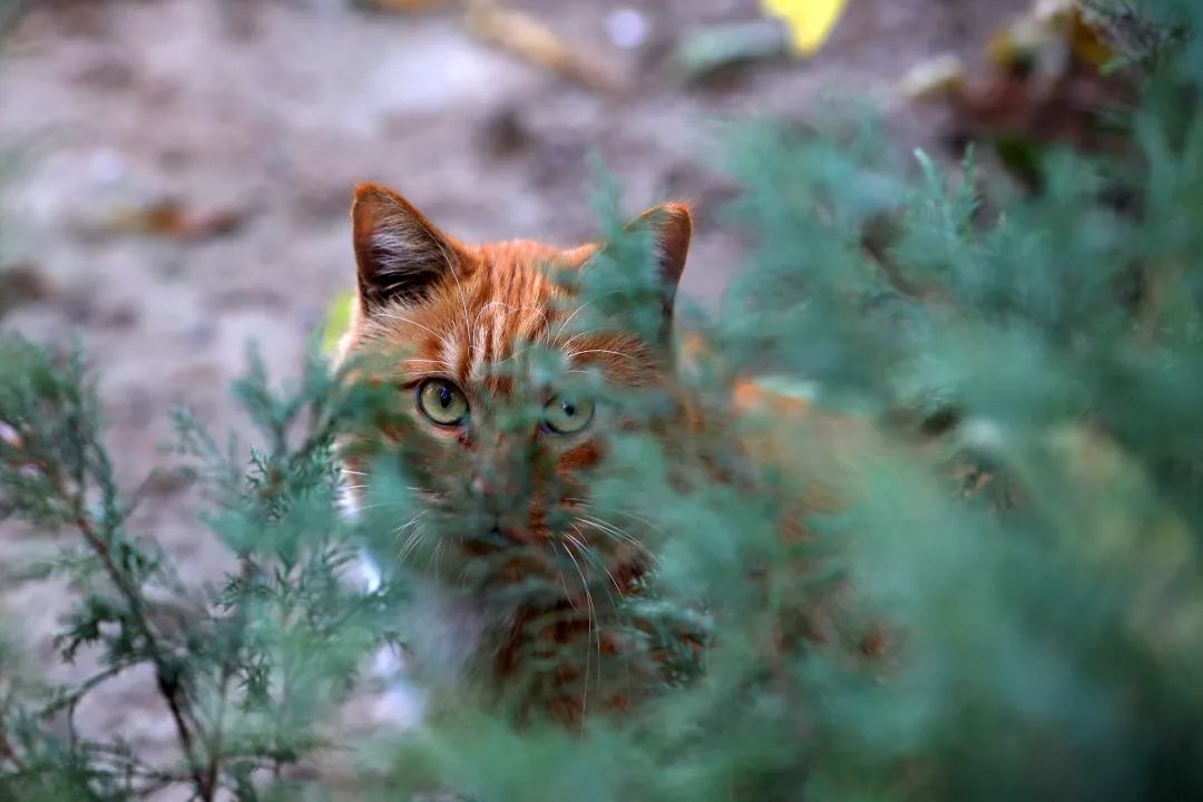光影矿大 猫先生和他的朋友们 手机新浪网