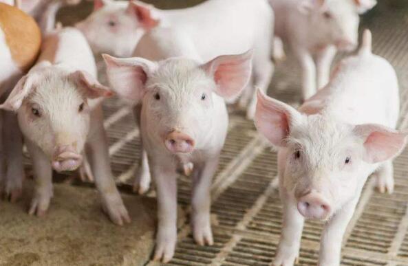 开元棋牌- 开元棋牌官方网站- 开元棋牌APP下载发展产业 带富农民