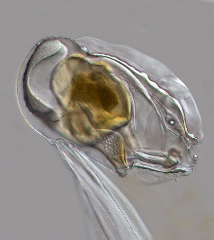 与所有海鞘一样,住囊虫也有一个很小的大脑和神经索,但与其他海鞘不同