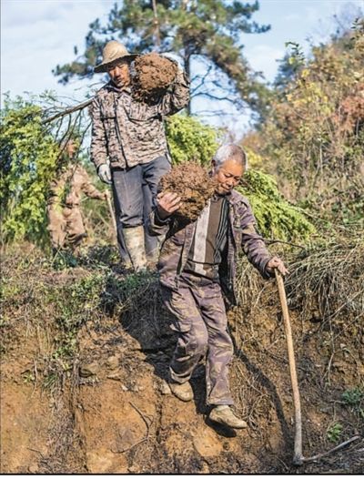 20日，湖北竹山县深河乡麻线村，村民正在运送准备种植的树苗。章 磊摄（影像中国）