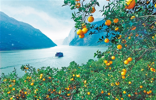 围绕调结构、转方式、促升级，湖北宜昌大力推进柑橘、茶叶等特色产业提质增效。图为长江三峡岸边的橘园。 郑 坤摄（中经视觉）