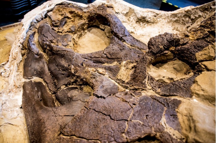 恐龙胃石图片