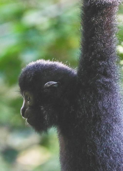比如过去只是简单地监听海南长臂猿一天鸣叫几次,但其实它的鸣叫声里