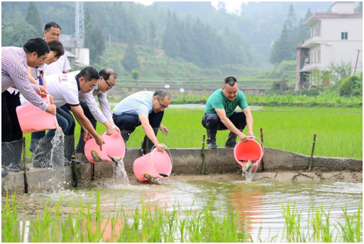 刘淼带领泸州老窖大力开展精准扶贫工作，图为在向田村放养稻花鱼苗，以产业助脱贫。
