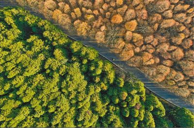 日前拍摄于重庆南川区山王坪镇的美丽景色。这里曾是石漠化区域，40年来，当地共栽种8000余亩水杉和柳杉，将森林覆盖率提高到95.5%。刘新吾 汪 新摄影报道