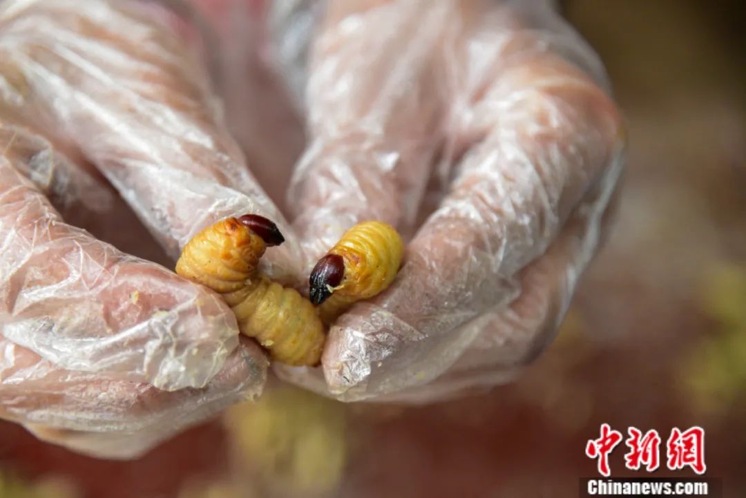 端上餐桌  口感清脆最后,作为一道菜,不评一评竹虫的口味说不过去.