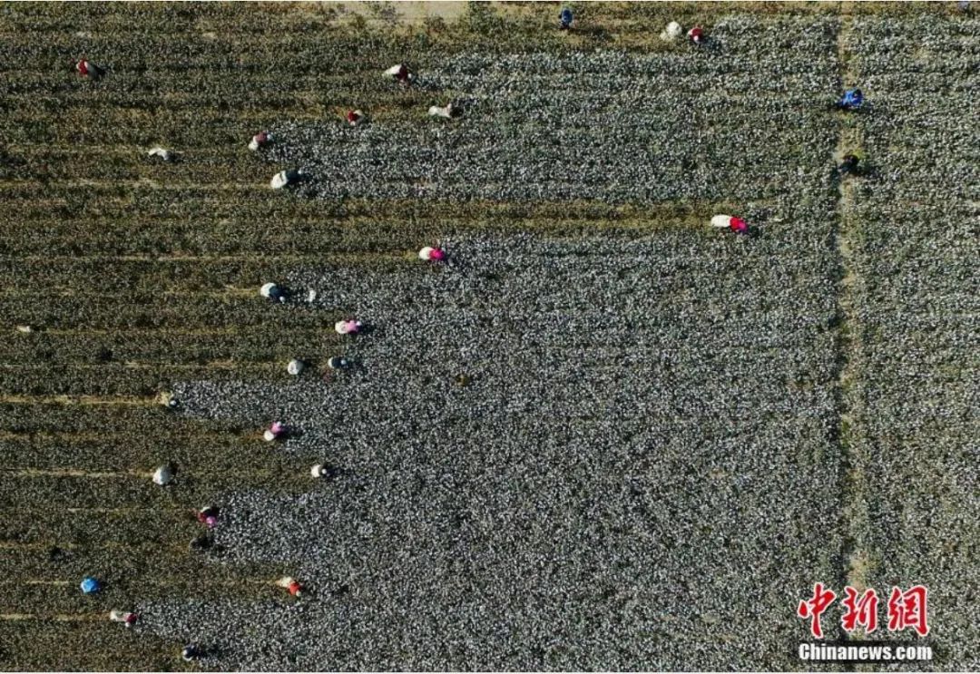 被誉为“中国长绒棉之乡”的阿瓦提县的棉农正在采棉。刘新摄