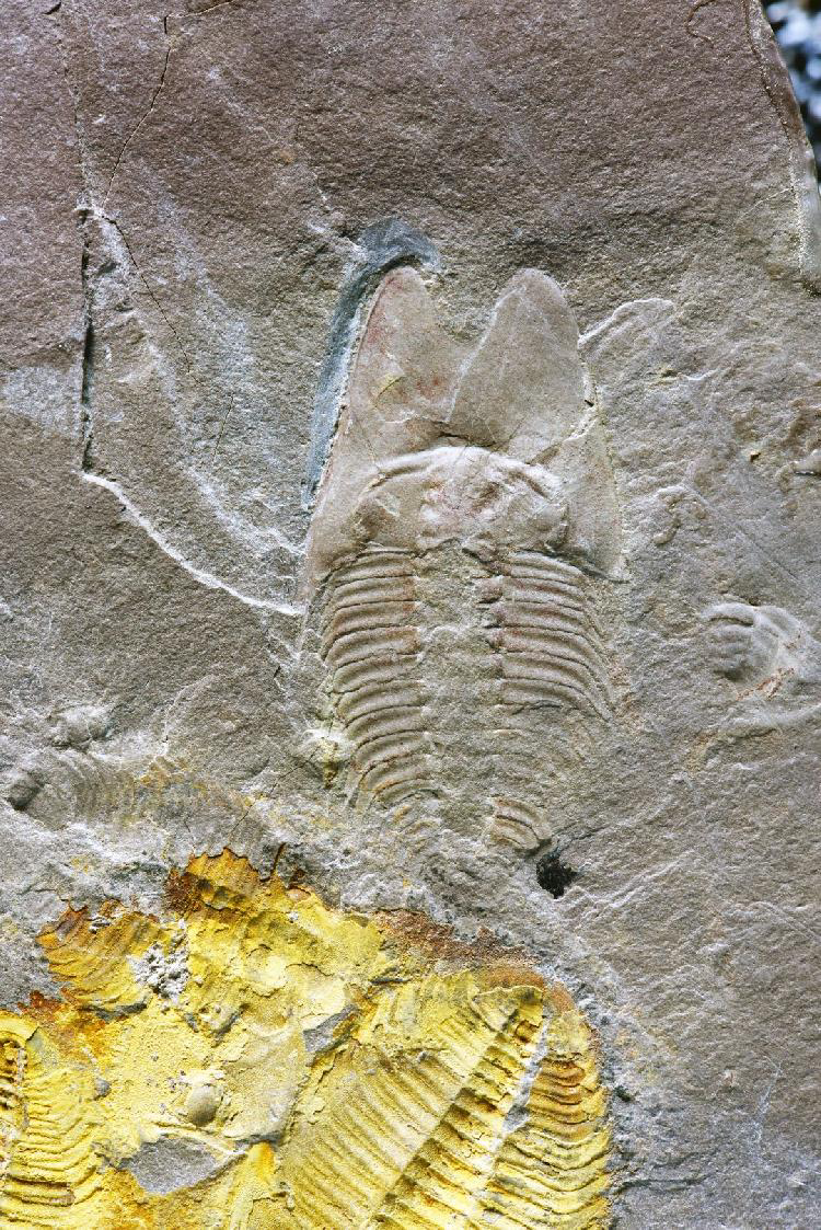范特西虫化石。受访者供图