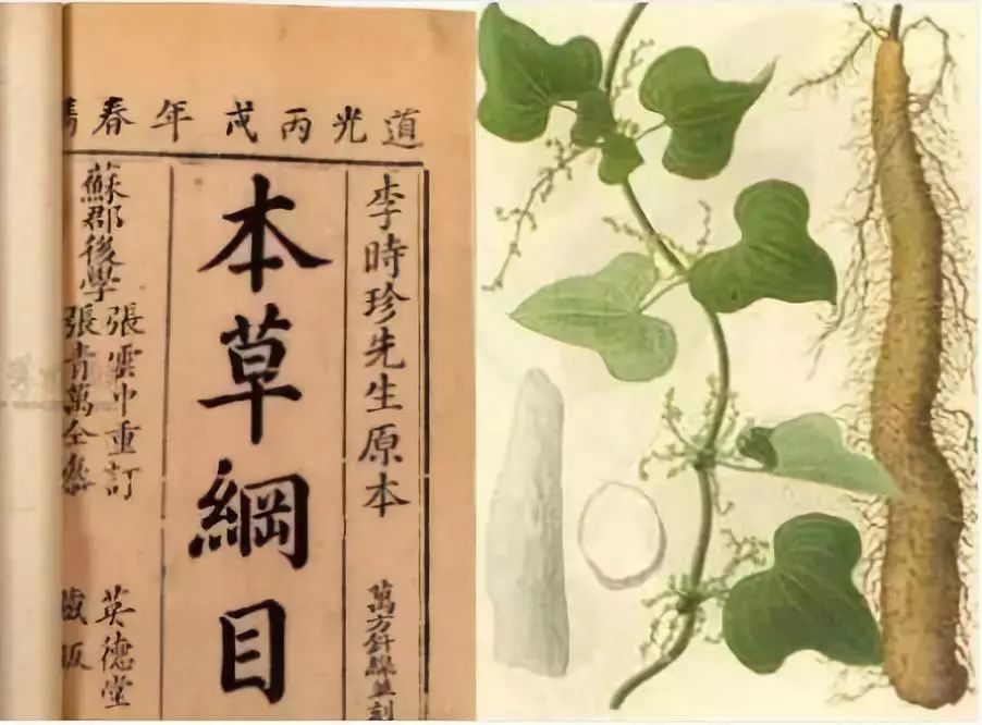 秋冬吃这个,胜过吃补药|山药_新浪财经_新浪网