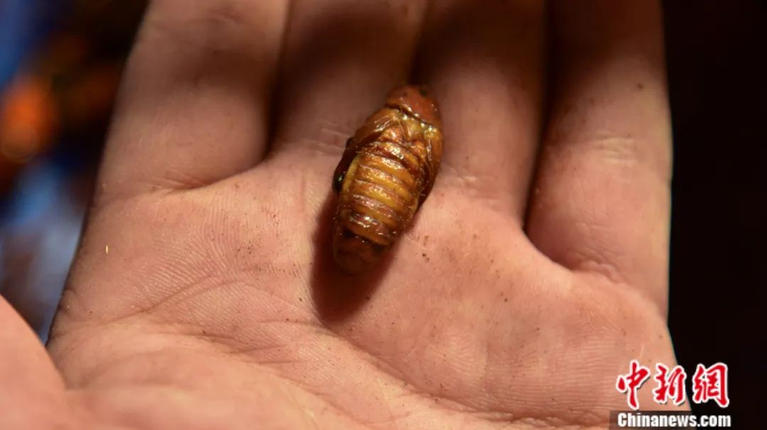 肉乎乎能爆浆的大白虫竟是美味有人养它月赚5万