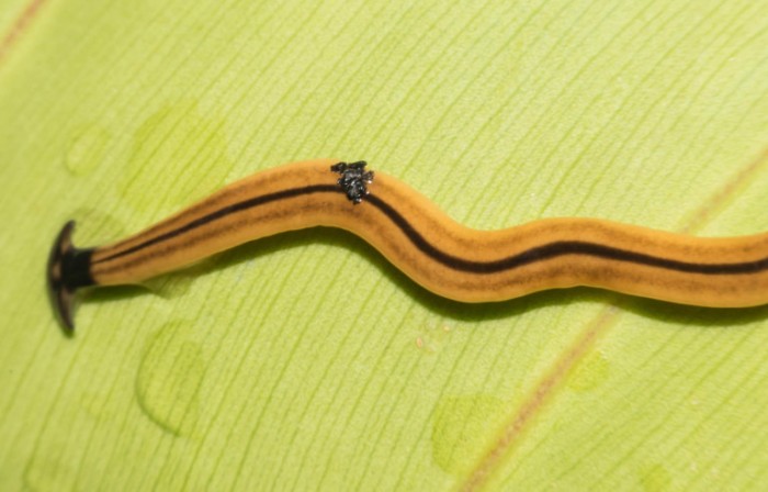 美国多地报告发现入侵蠕虫物种锤头虫