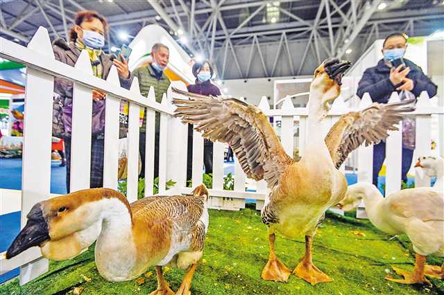 彩色萝卜水果味 25斤巨鹅长"狮子头——记者带你农交会上看热闹看稀奇