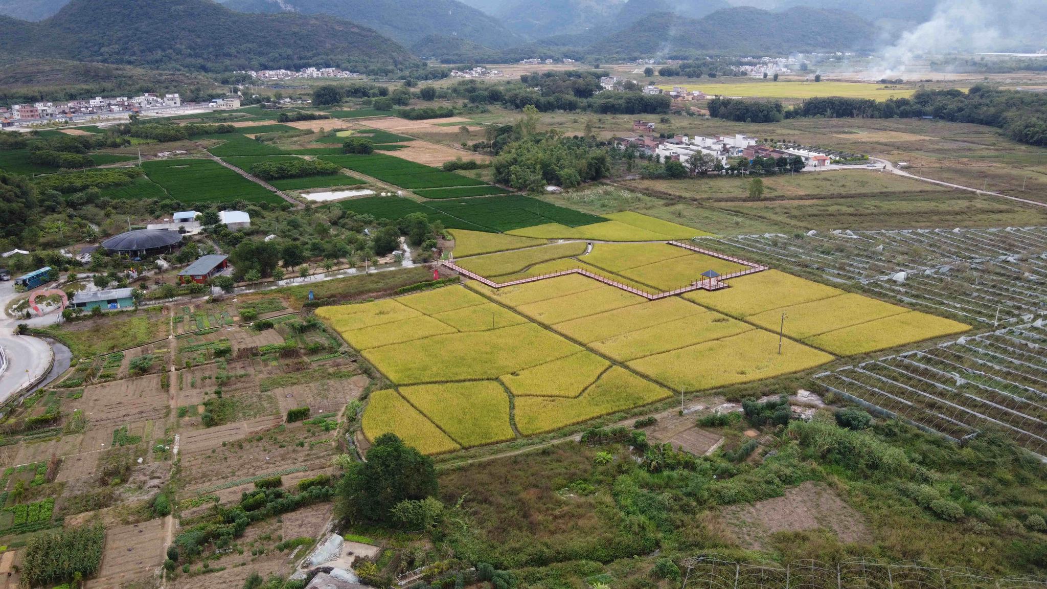 在清远市清新区山塘镇胜利村,结合帮扶单位行业优势,以低息贷款引进某