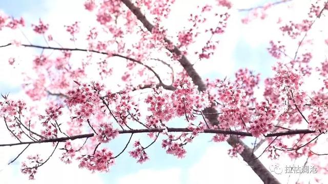 景迈山冬樱花演绎芳菲的烂漫,你约吗?|樱花|赏樱_新浪新闻
