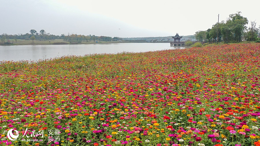 官亭林海水清岸绿尽显生态之美