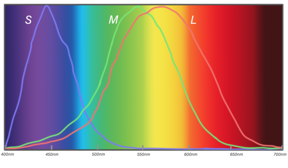 图2：三种视锥细胞对光的响应能力