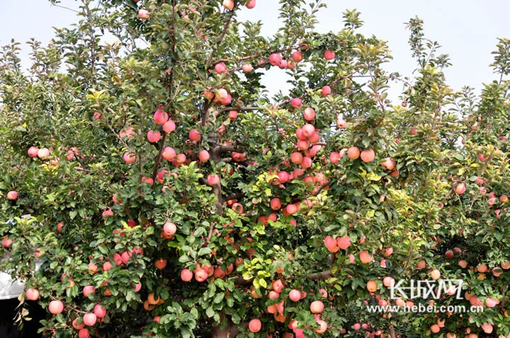 东安太庄村的苹果产业。刘金国 供图