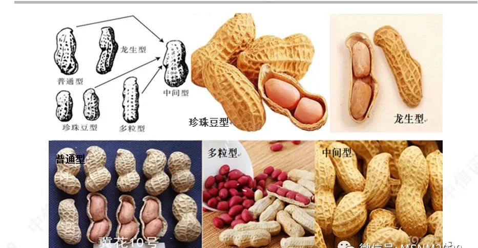 转载 跟着小马看花生 价格居高不下的原因竟是 手机新浪网 转载 跟着小马看花生 价格居高不下的原因竟是 手机新浪网