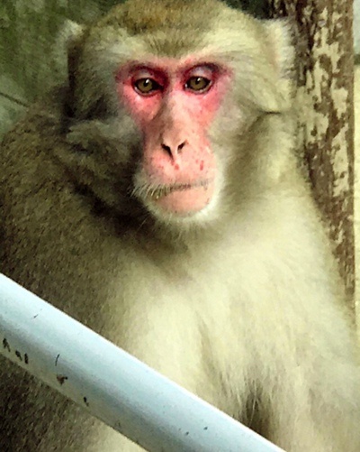 日本一动物园举行猴子选美由游客进行投票