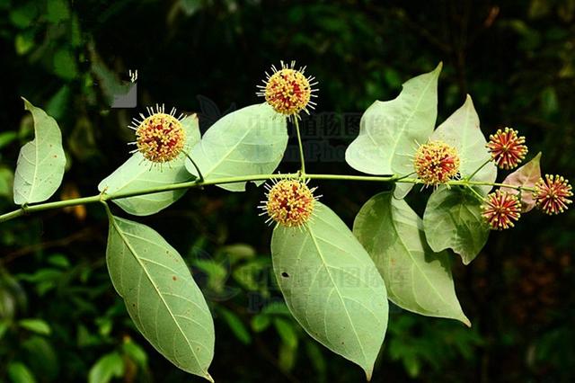 钩藤,见过吗?清热平肝,熄风定惊.治小儿惊痫,大人血压偏高