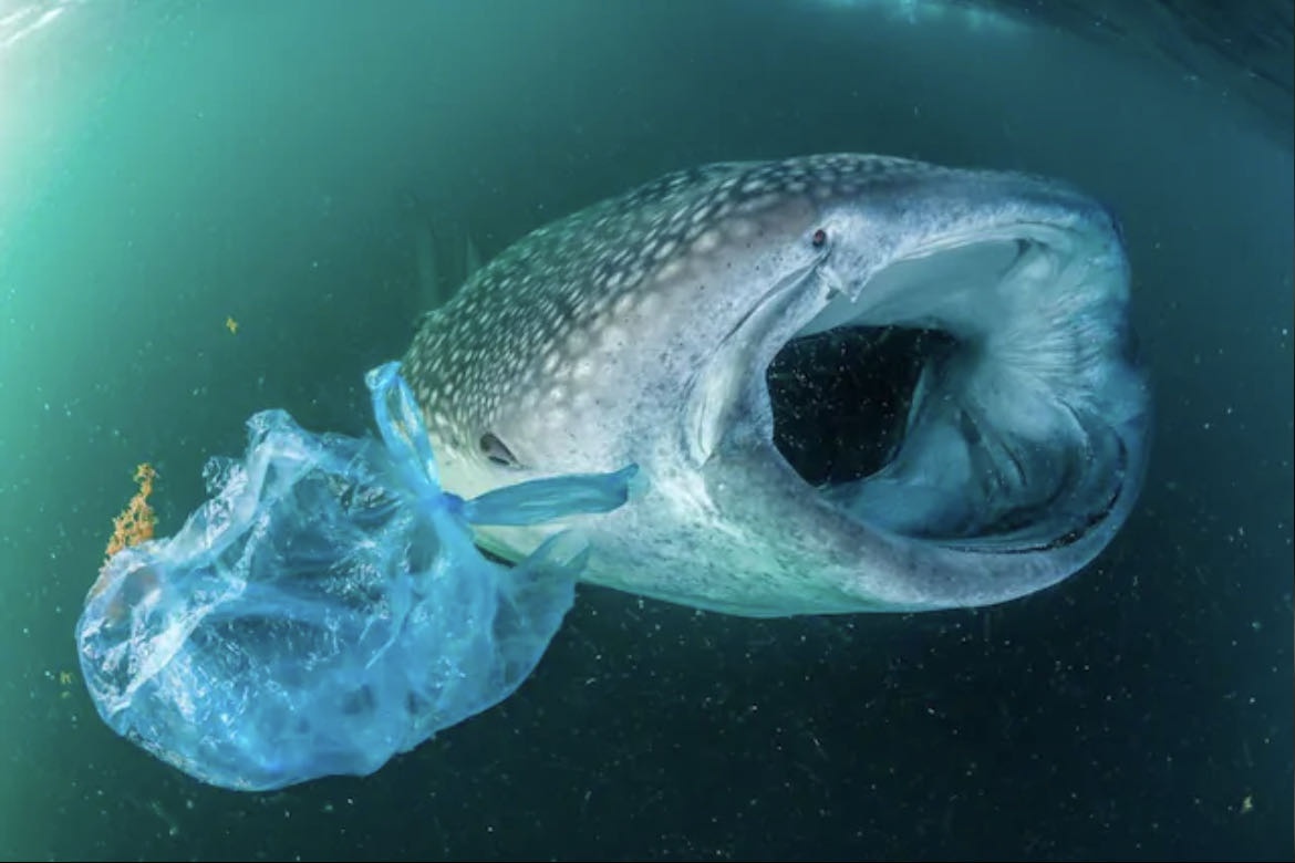 △一头被塑料袋缠住的鲸鲨 （图片来源：美国《国家地理》）