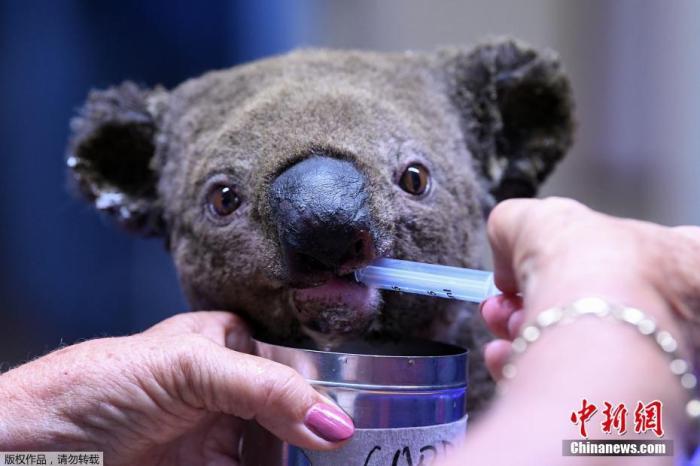 给考拉喂水却致其死亡救助动物只有 好心 还不够 含视频 手机新浪网