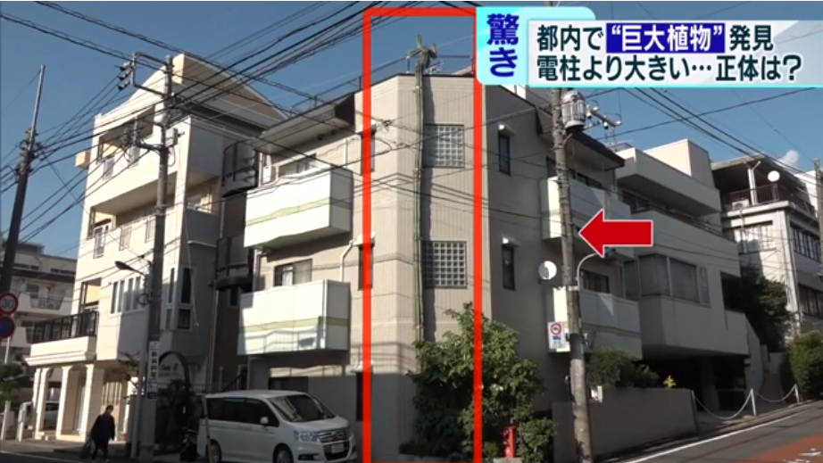 海外网|日本街头出现“怪物仙人掌”:长了40年 高过3层楼