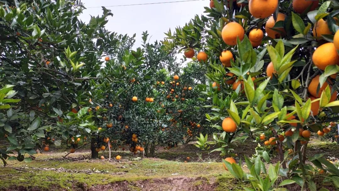 橙子园都位于300米以下的向阳坡,无法机械化耕种,种植,采摘,全靠果农