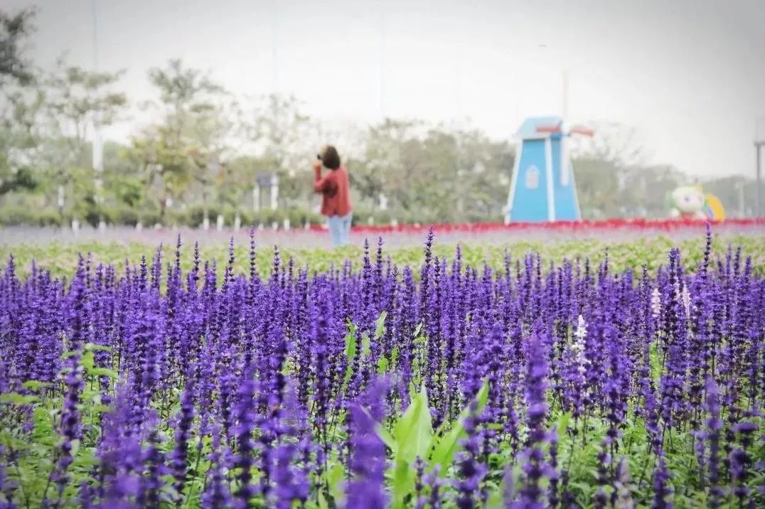 迎春花市不瞎逛，醒目花市邀你浪！一站式购物、秒杀、抽奖、吃喝玩乐，爽过旅游