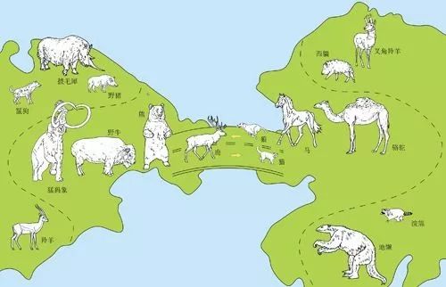 变异于欧亚大陆的蜂鸟却飞去美洲和食物抢食物