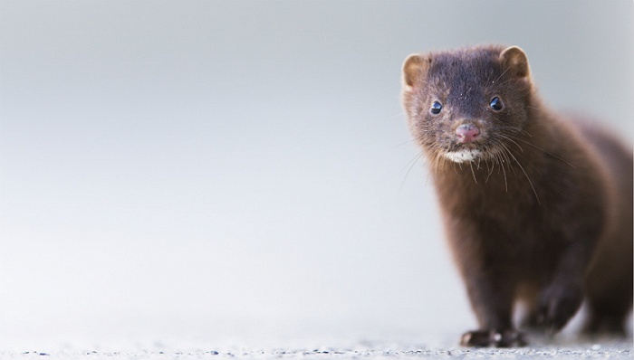 为防新冠病毒丹麦计划举国捕杀水貂a股唯一皮草上市公司受波及