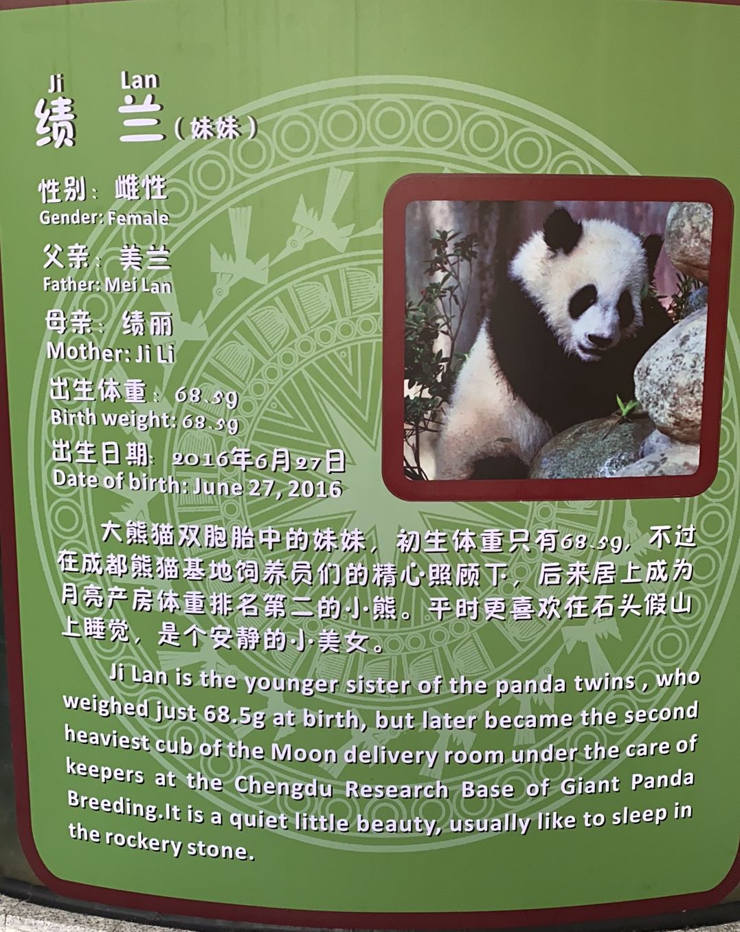 大熊猫正式亮相南宁动物园!快去吸熊猫