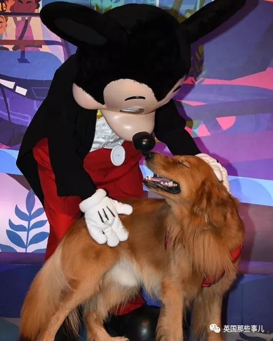 米妮,唐老鸭,黛丝,高飞,布鲁托,同为汪星人,布鲁托经常模仿狗子的样子