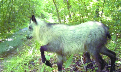 福岛成为野生动物园