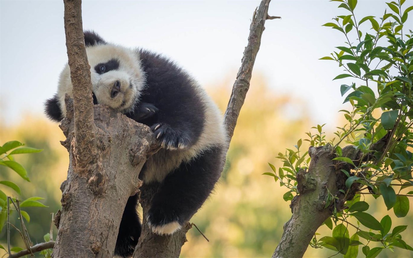 ai熊猫素材-ai熊猫模板-ai熊猫图片免费下载-设图网