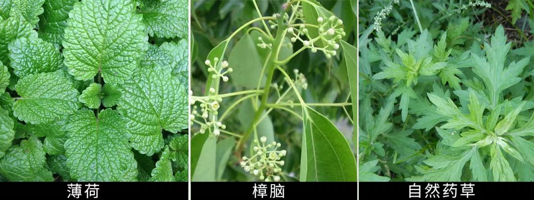 止痒果然只能靠自己