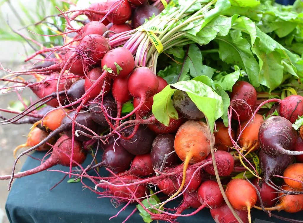 东北黑龙江,吉林两省是中国甜菜的重要产区.图/视觉中国