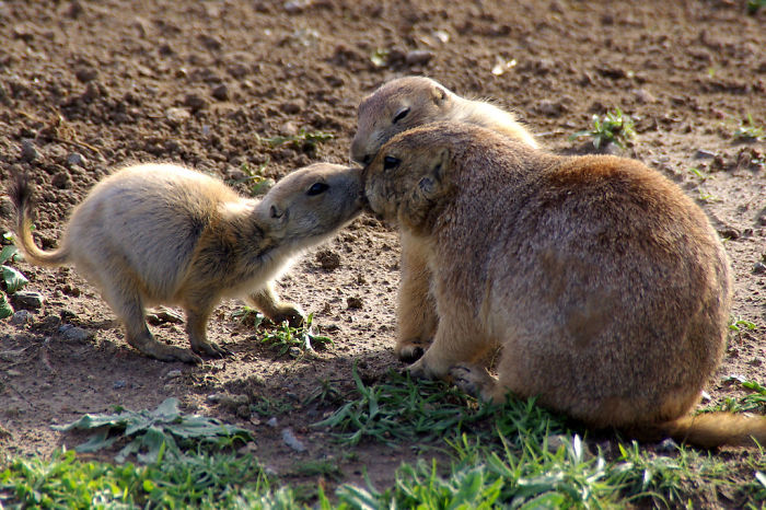 图片来源:flickr31. prairie dogs say hello by kissing.
