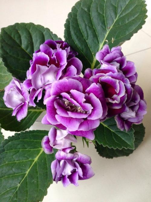 紫气东来过年福气足两种2紫色花养起来养护简单开花美