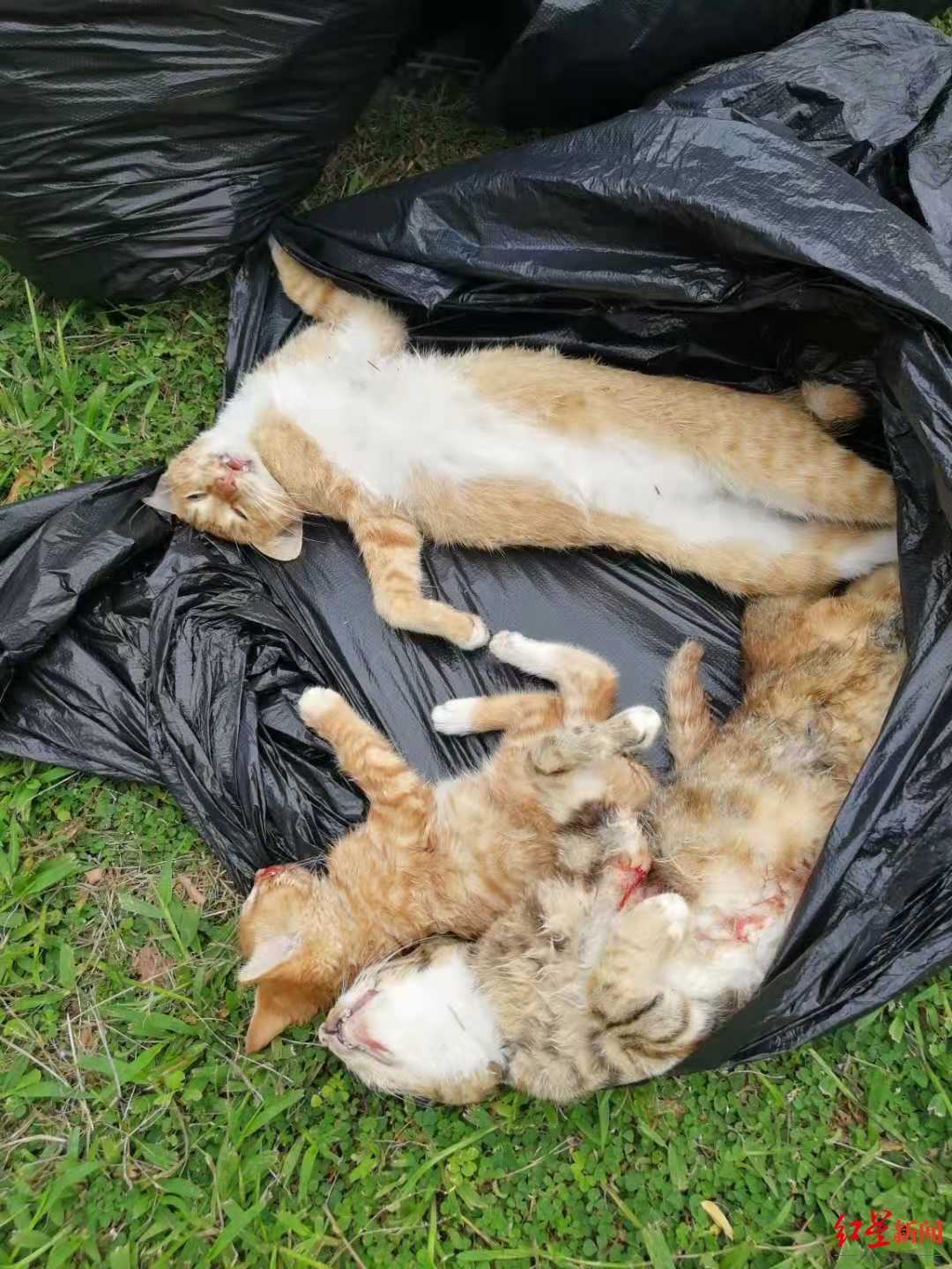 8只野猫惨死深圳儿童乐园内志愿者看到母猫护崽放声大哭