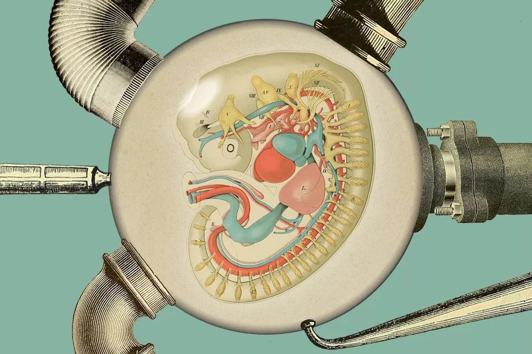 人造子宫会是女性解放的工具吗