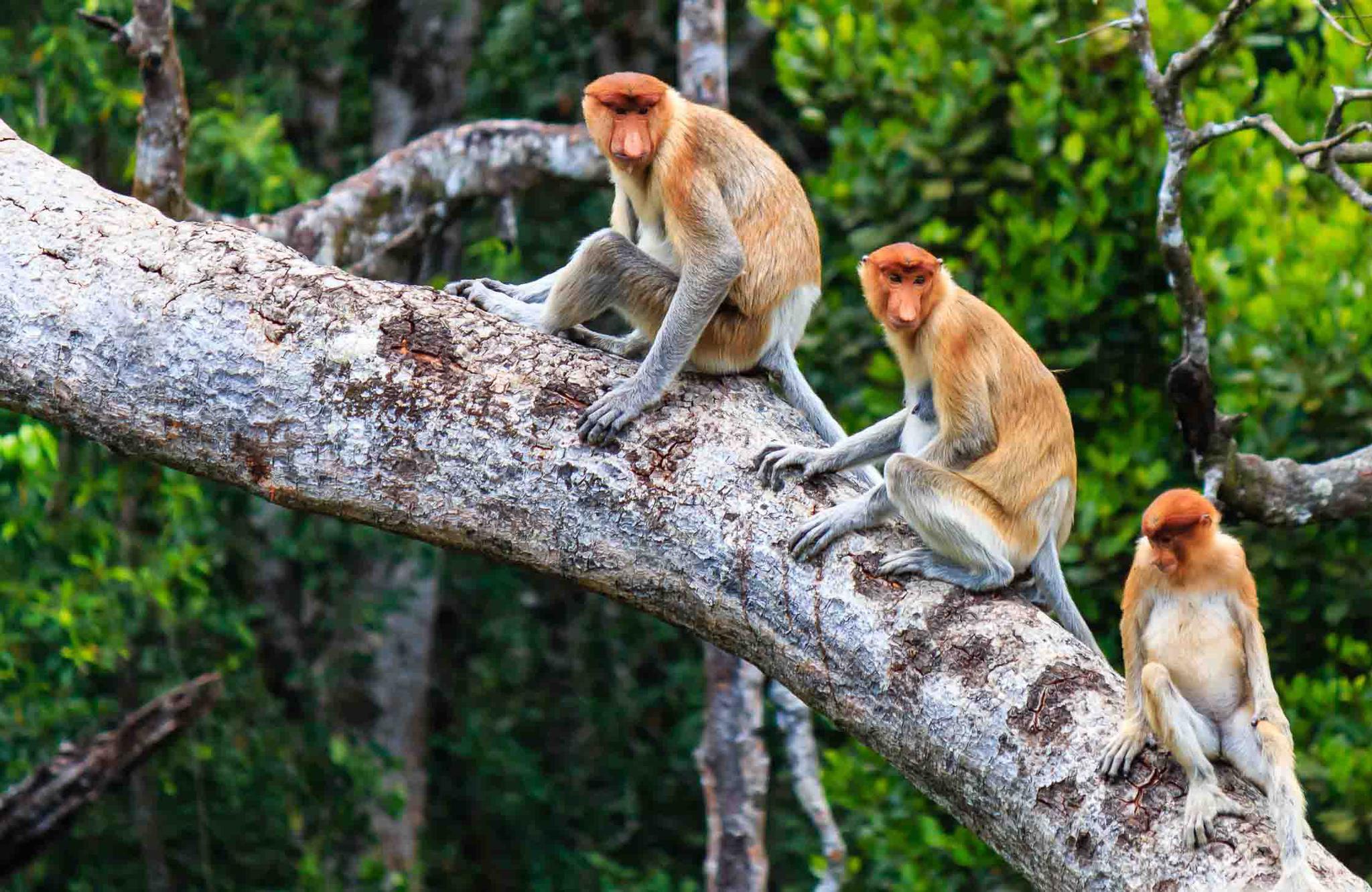 位于文莱河中部,努洛伊曼皇宫西面的pulau ranggu岛是婆罗洲野生动物