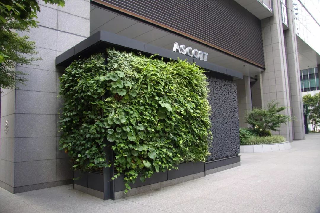 地产项目里做一面绿植墙,颜值高,省成本还环保!|绿植|植物|环保_新浪