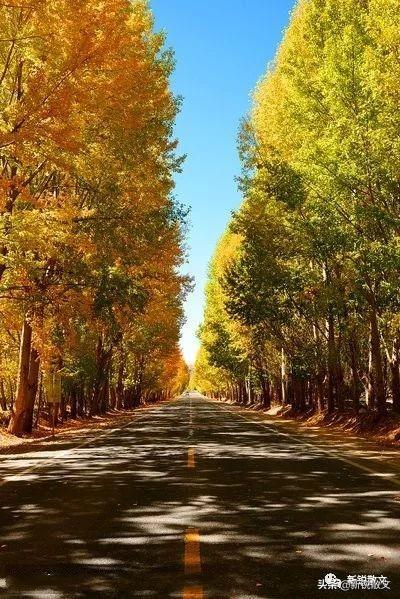 门口的路上有两排令人喜爱的白杨树,树下发生的故事却让人伤心
