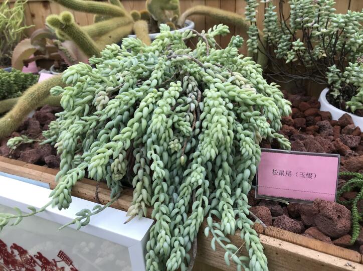 南京中山植物园"鼠植物展"新春迎客|凤梨_新浪新闻